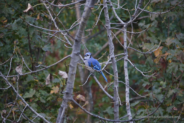 Blue Jay (Cyanocitta cristata)