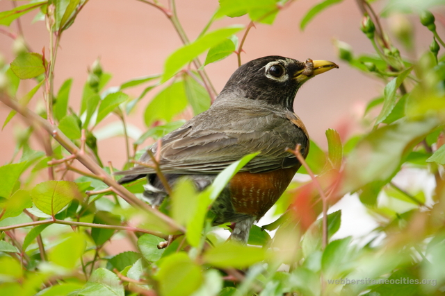 American Robin (Turdus migratorius)