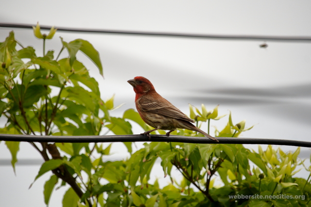 House Wren (Haemorhous mexicanus)