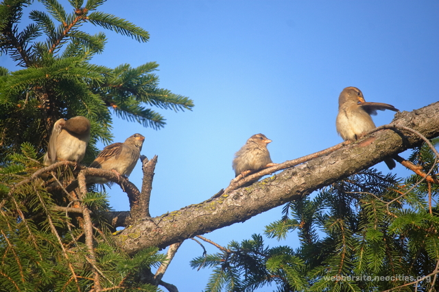 House Sparrow (Passer domesticus)