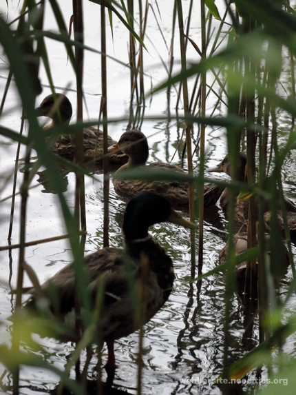 Mallard (Anas platyrhyncho)