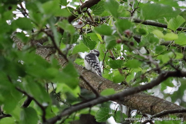 Downy Woodpecker (Dryobates pubescens)