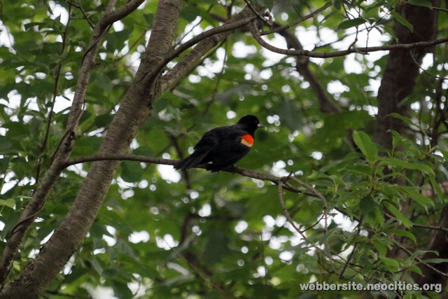 Red-winged Blackbird (Agelaius phoeniceus)