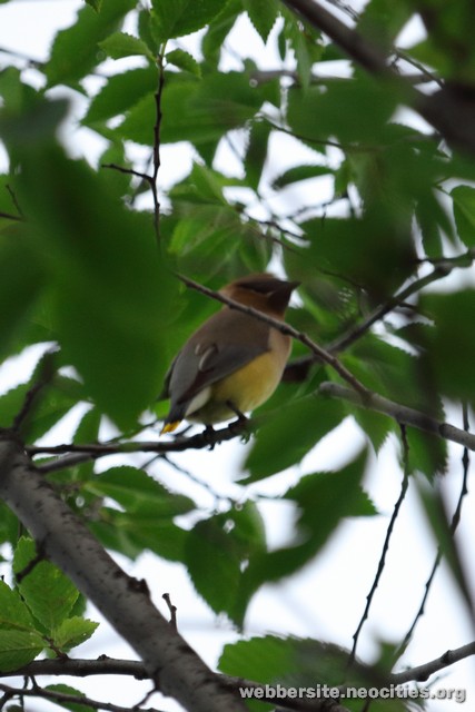 Cedar Waxwing (Bombycilla cedrorum)