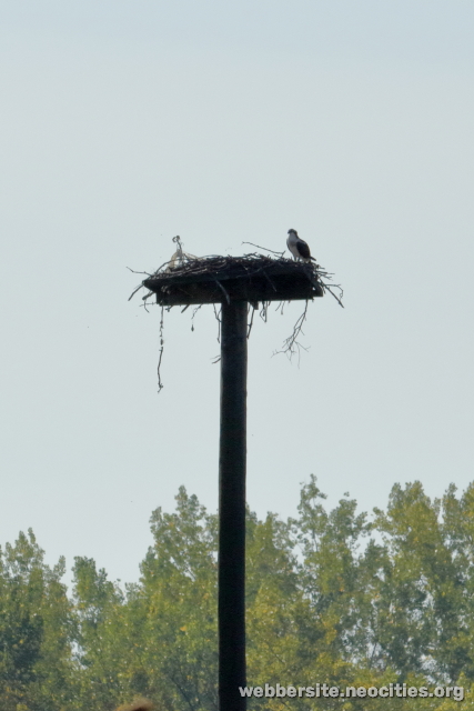 Osprey (Pandion haliaetus)