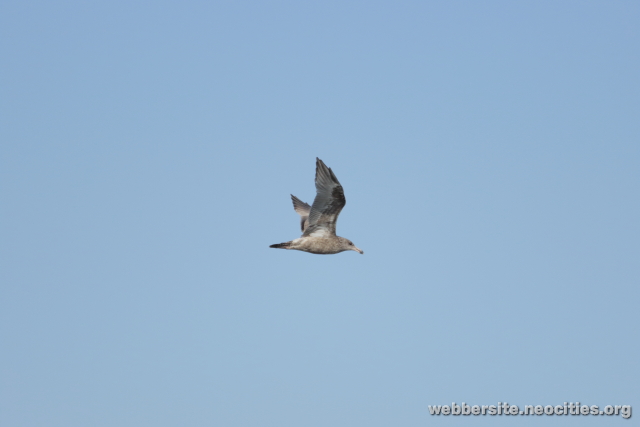 Ring-billed Gull (Larus delawarensis)