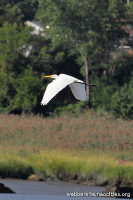 Great Egret (Ardea alba)