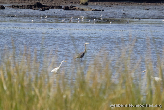 Great Blue Heron (Ardea herodias)