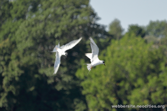 Forster's Tern (Sterna forsteri)