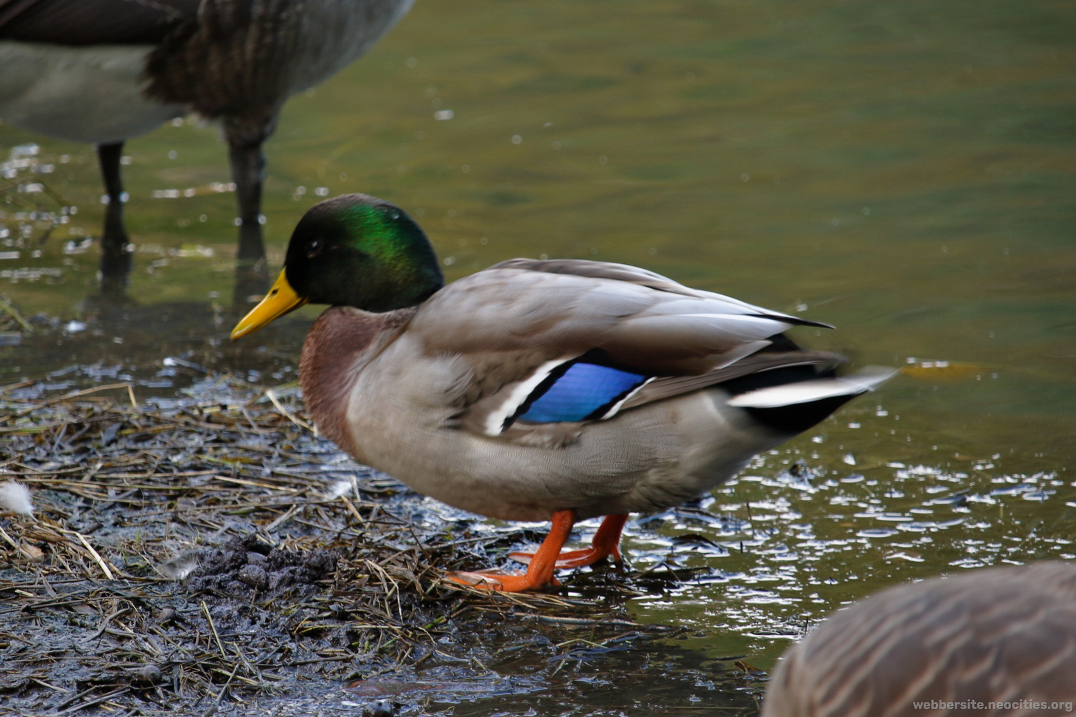 Mallard (Anas Platyrhyncho)