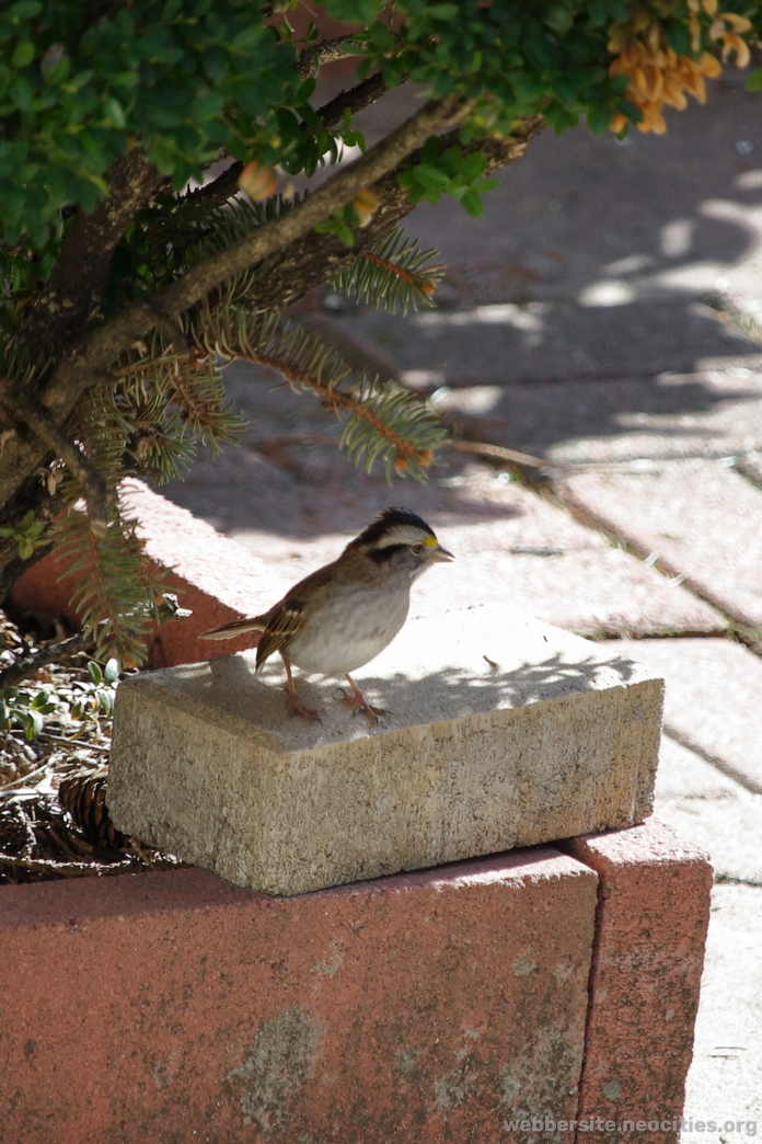 White-throated Sparrow (Zonotrichia Albicollis)