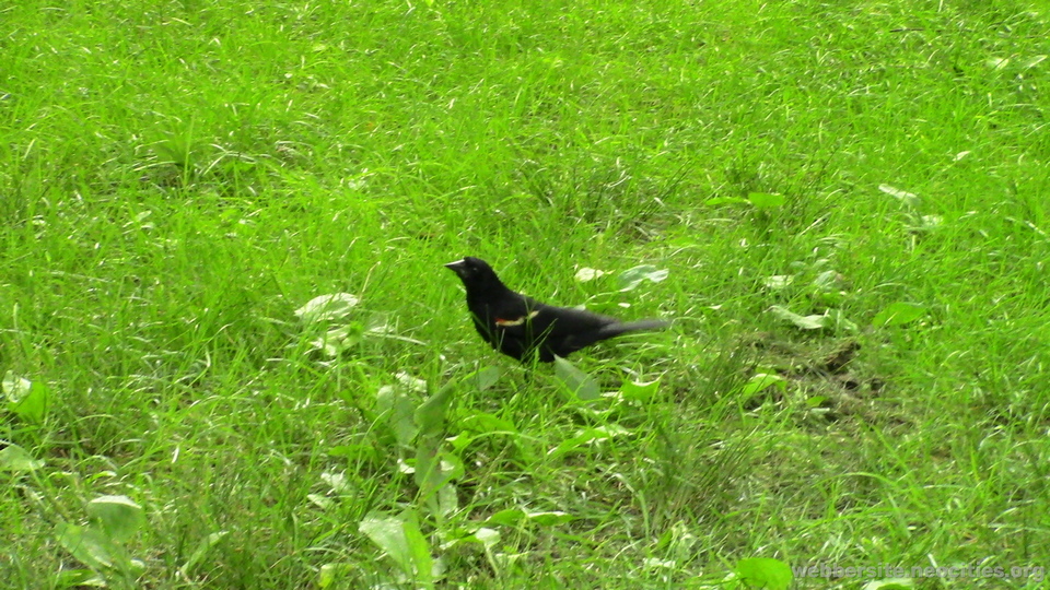 Red-winged Blackbird (Agelaius Phoeniceus)