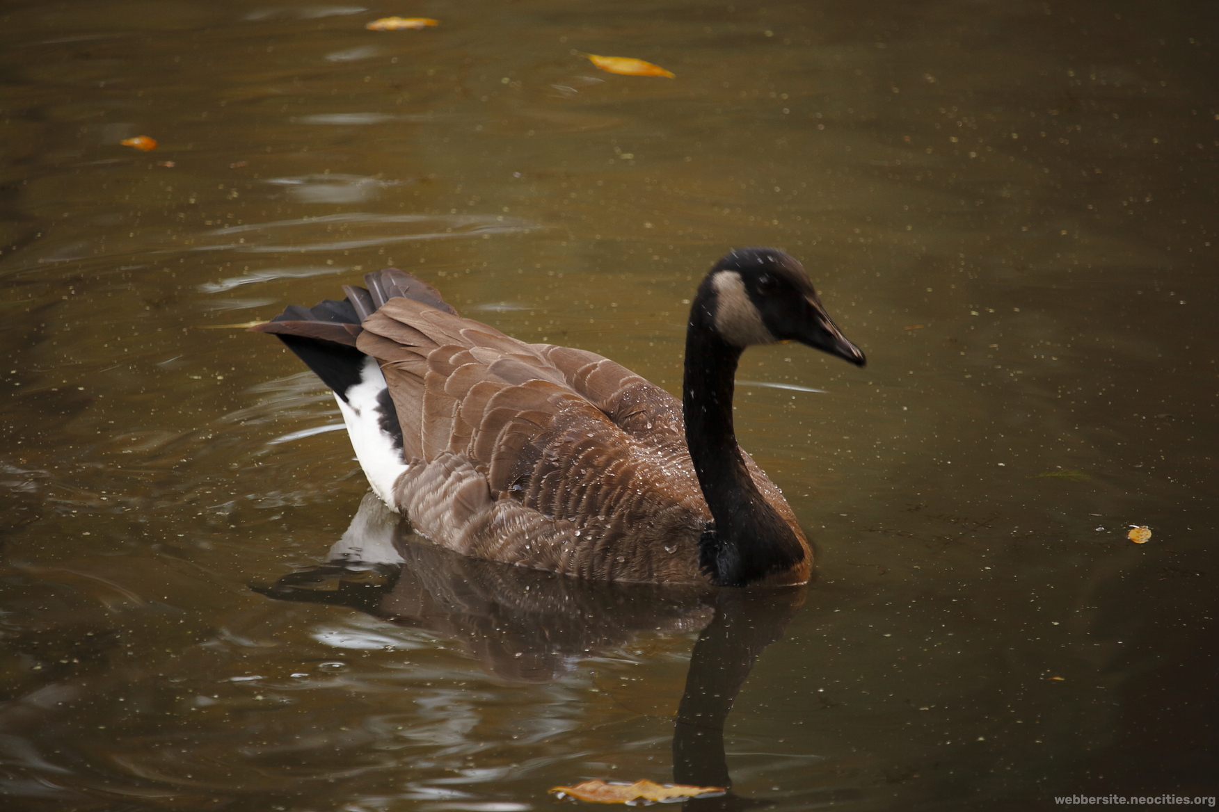 Canada Goose (Branta Canadensis)