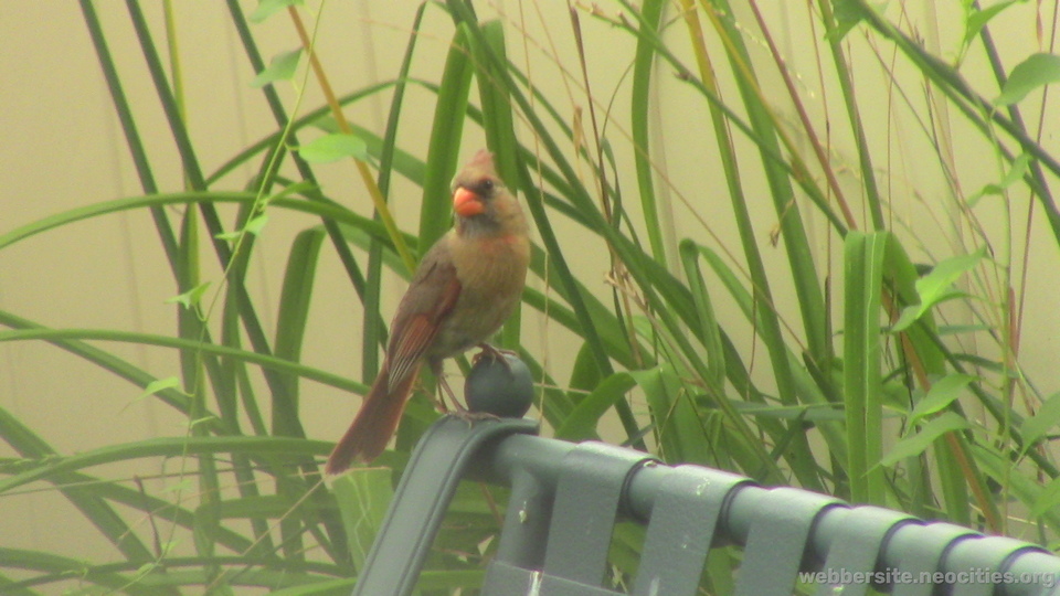 Northen Cardinal (Female) (Cardinalis Cardinalis)