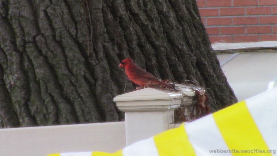 Northen Cardinal (Male) (Cardinalis Cardinalis)