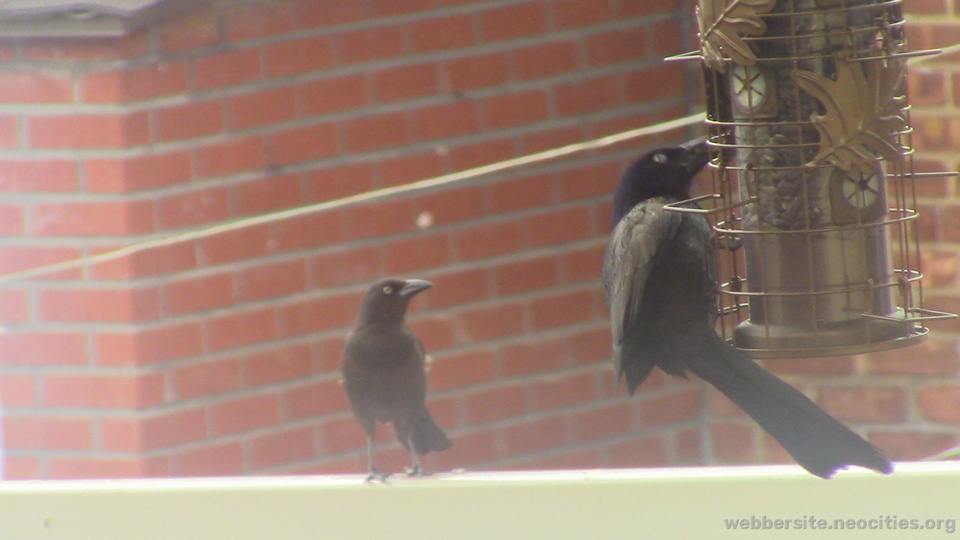 American Crow (Corvus Brachyrhynchos)