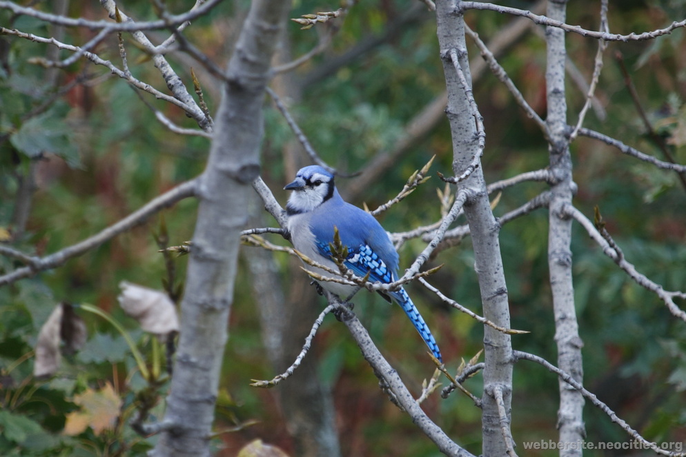 Blue Jay (Cyanocitta Cristata)