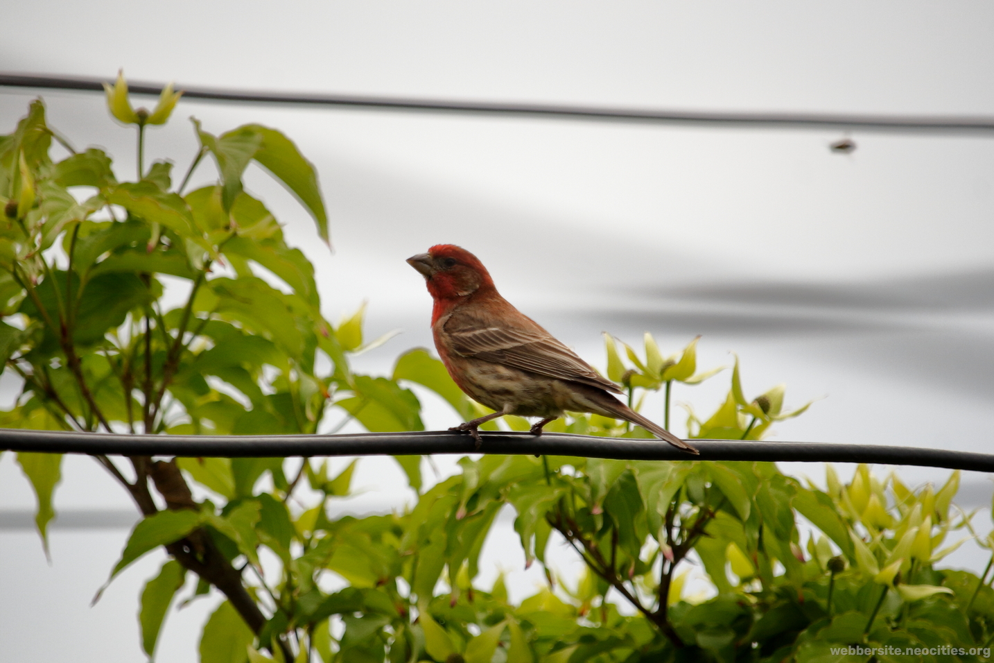 House Wren (Haemorhous Mexicanus)