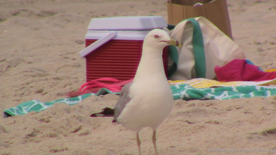 Ring-Billed Gull (Larus Delawarensis)