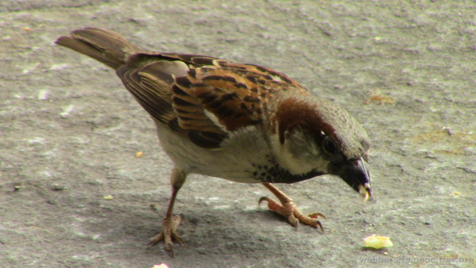 House Sparrow (Passer Domesticus)