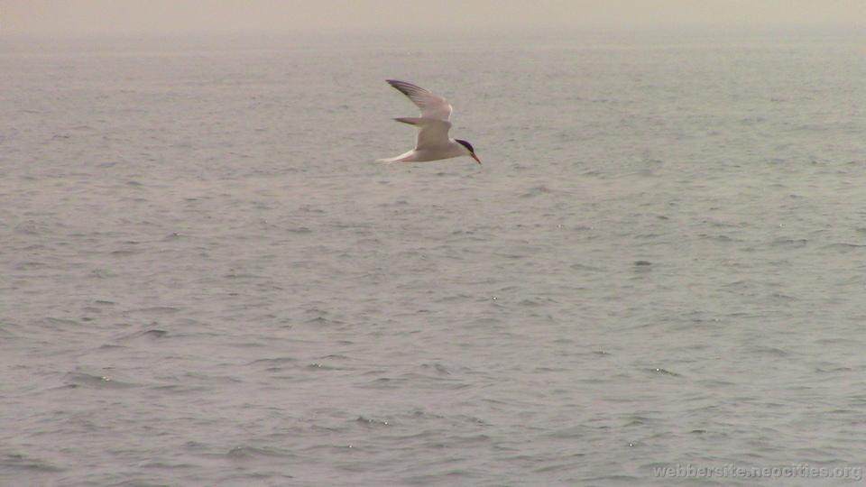 Artic Tern (Sterna Paradisaea)