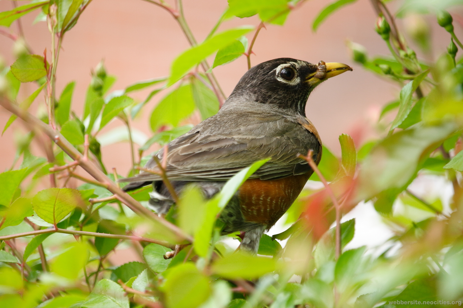 American Robin (Turdus Migratorius)