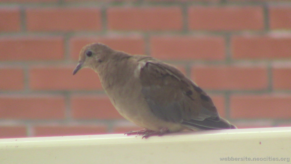 Mourning Dove (Zenaida Macroura)